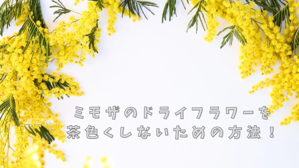 ミモザのドライフラワーを茶色くしないための方法！